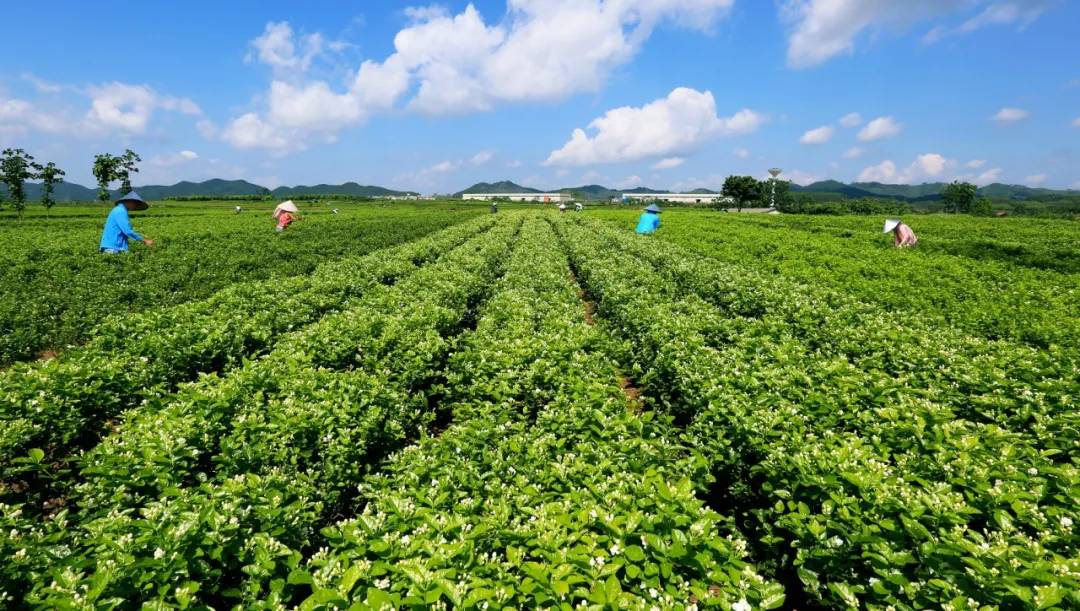 横县茉莉花现代农业产业园—标准化生产一角(资料图)