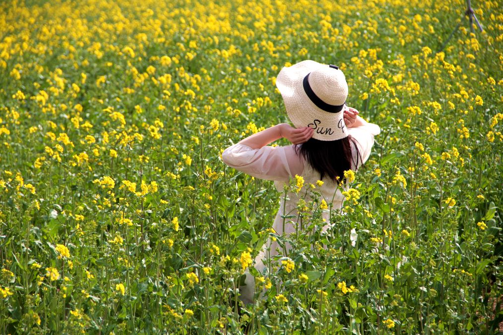 原创青岛西海岸百亩油菜花开成网红打卡地引游客踏青赏花