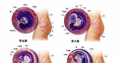 怀孕后,准妈妈要如何安全的度过孕早期?