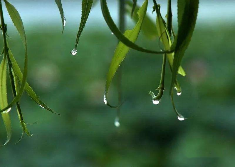 散文故乡的雨