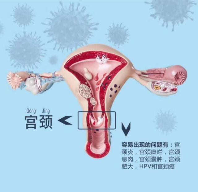 正常情况下宫颈具有多种防御功能,但宫颈易受分娩,性交及宫腔操作的