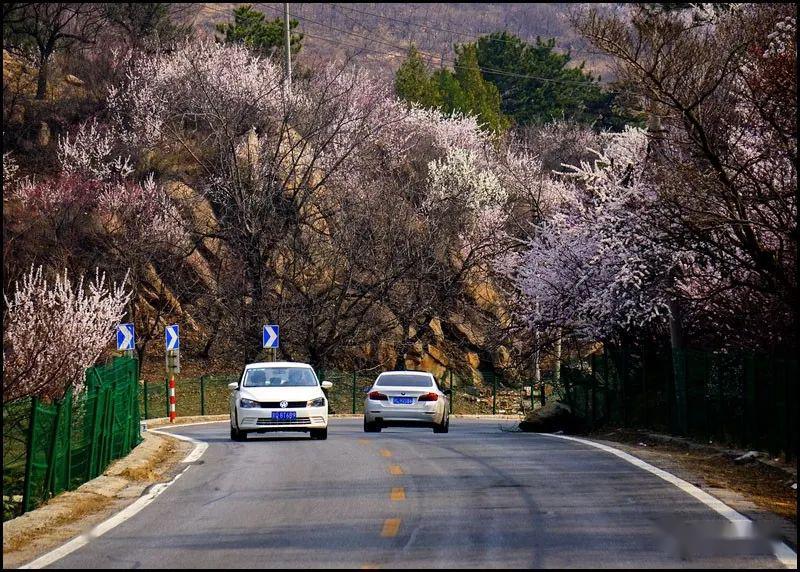 山花簇拥怀长路景美车多停车难