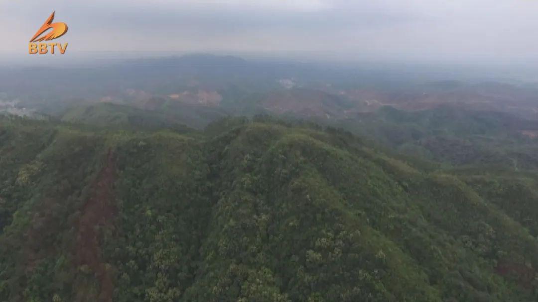 龙城村是凤山镇杨梅种植面积最大的村,总面积超过6000亩,占全镇杨梅