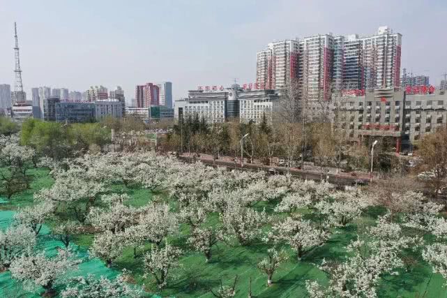 地址:邯山区政府对面. 看点:粉淡香清自一家,未容桃李占年华.