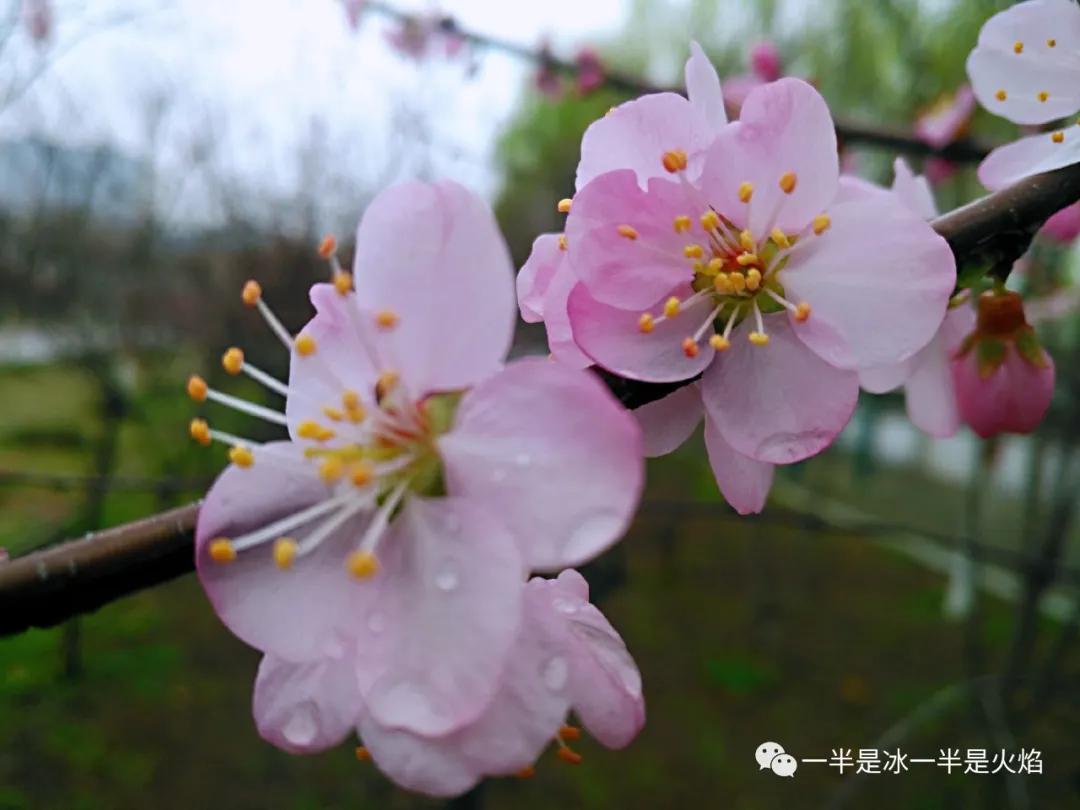 桃花盛开时,踏入桃花林,一株株的桃树含笑伫立,桃花一朵朵,一簇簇,一