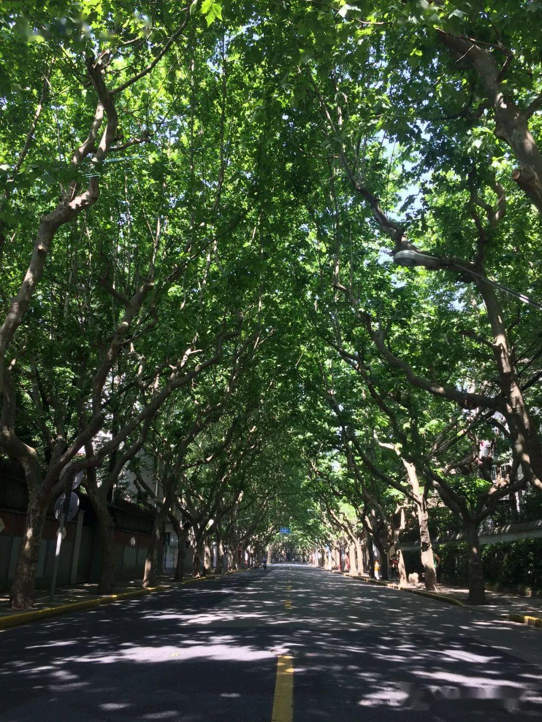 卫乐精舍爱上白赛仲路,家在复兴西路卫乐精舍