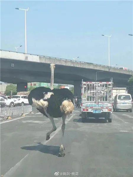 宅不住了昆明东三环惊现奔跑的鸵鸟大摇大摆穿梭车流