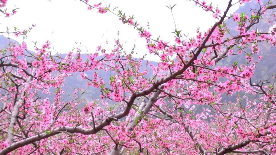 ——唐·吴融:《桃花》