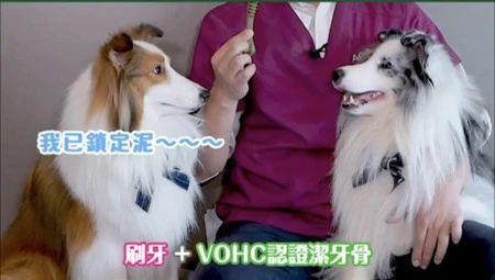 怎么才能让狗狗张嘴 d5eae4313b554e7f99772c58fa000db3.jpeg
