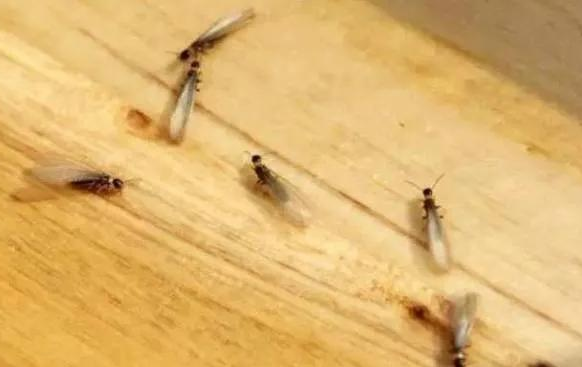 家里发现有白蚁怎么办,上门灭白蚁多少钱