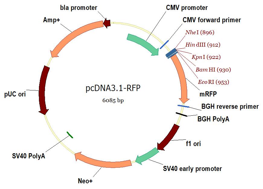 质粒图谱pcdna3.1-rfp载体序列.txt载体序列pcdna3.1-rfp产品说明书.