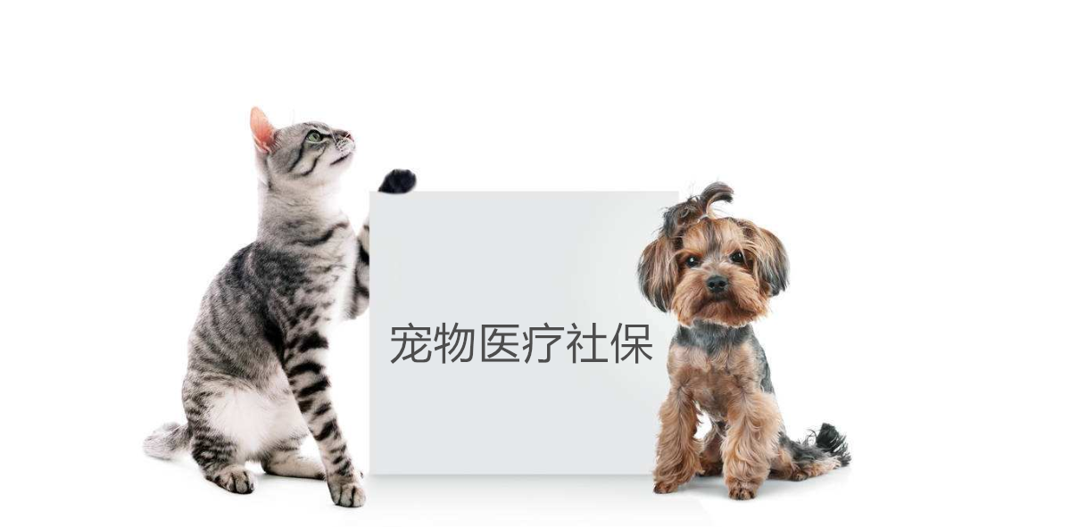 猫狗有病,看不起!宠物行业新风口宠物保险