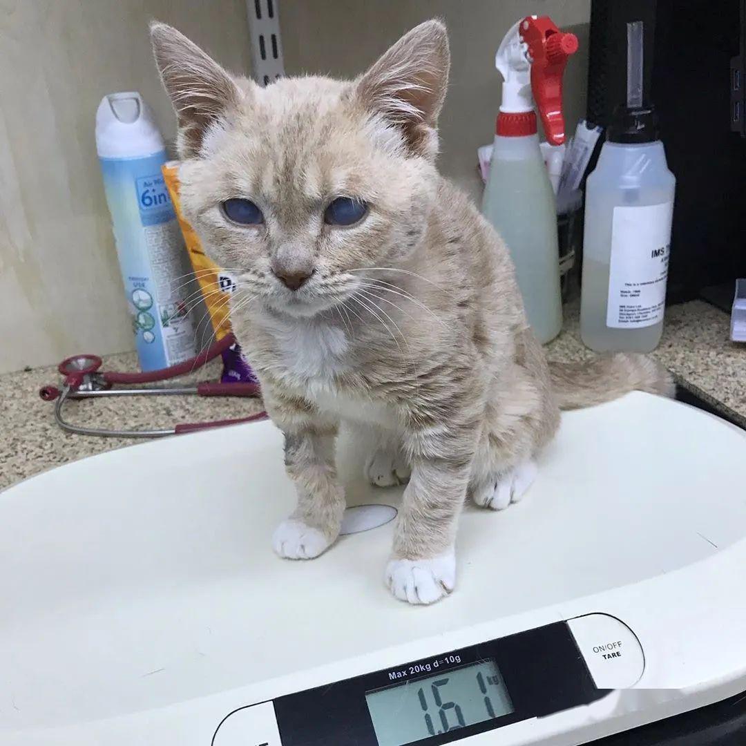 身为橘猫体重却只有3斤,医生:它这辈子都不会再长大了!_munchie