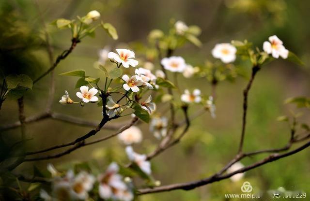 桐花 游家明摄