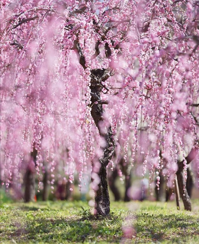 【美图美景】" 花满树 …"