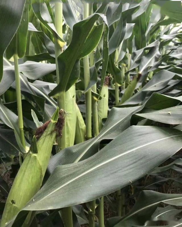 这个超大穗高抗倒玉米新品种最受农民喜欢