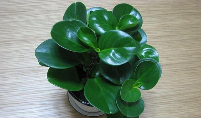 适合在家里养的四季常绿的植物 0868668fd5884693b63954d0243789bd.jpeg