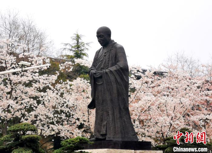 江苏扬州迎来赏樱黄金期 鉴真路樱花漫天_大道