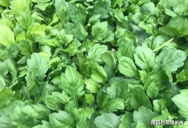 马兰头是乡间的美味野菜,种植前要了解它的生长习性