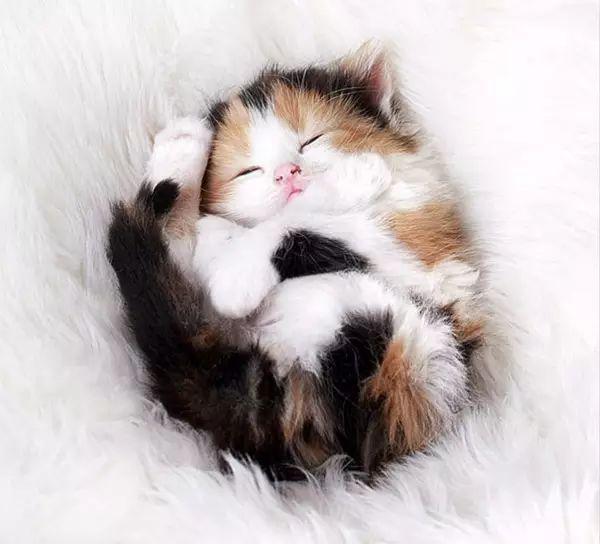 最萌不过小奶猫治愈系专属