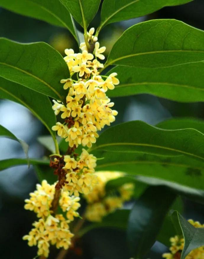 合肥市花:桂花