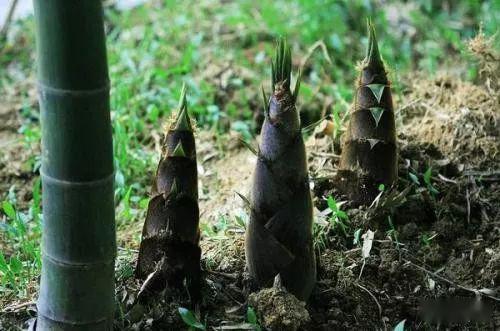 笋什么时候采最好是早上还是下午 1b7c6f3d14d94fe4acfadb37574551f8.jpeg