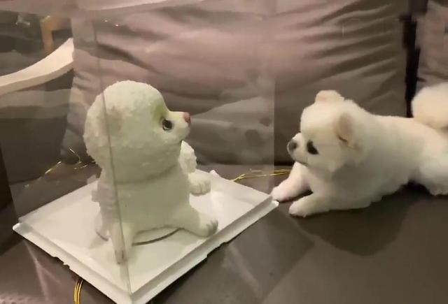 关晓彤愚人节不愚人而是“愚狗”，发布趣味视