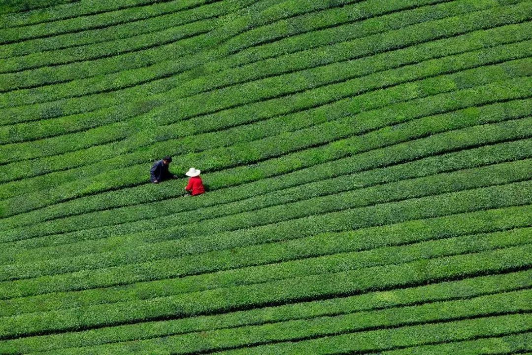 清明前后采茶忙_茶山