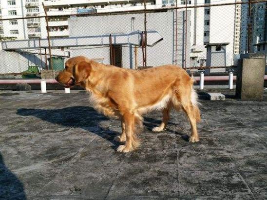 金毛犬肚子"爬满虫"的表现,一旦发现就要驱虫,越拖情况越糟