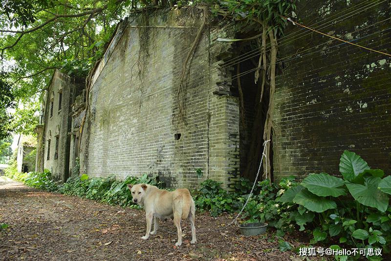 最恐怖的无人村荒废20年不见天日曾经的欢声笑语如今荒无人烟