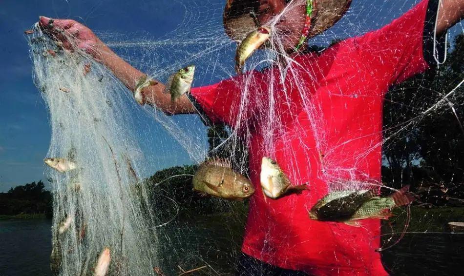 渔具分类 刺网 刺网类 :兴化地区捕鱼张网工作主要工具是丝网.
