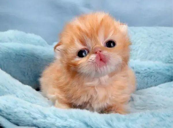 最萌不过小奶猫治愈系专属