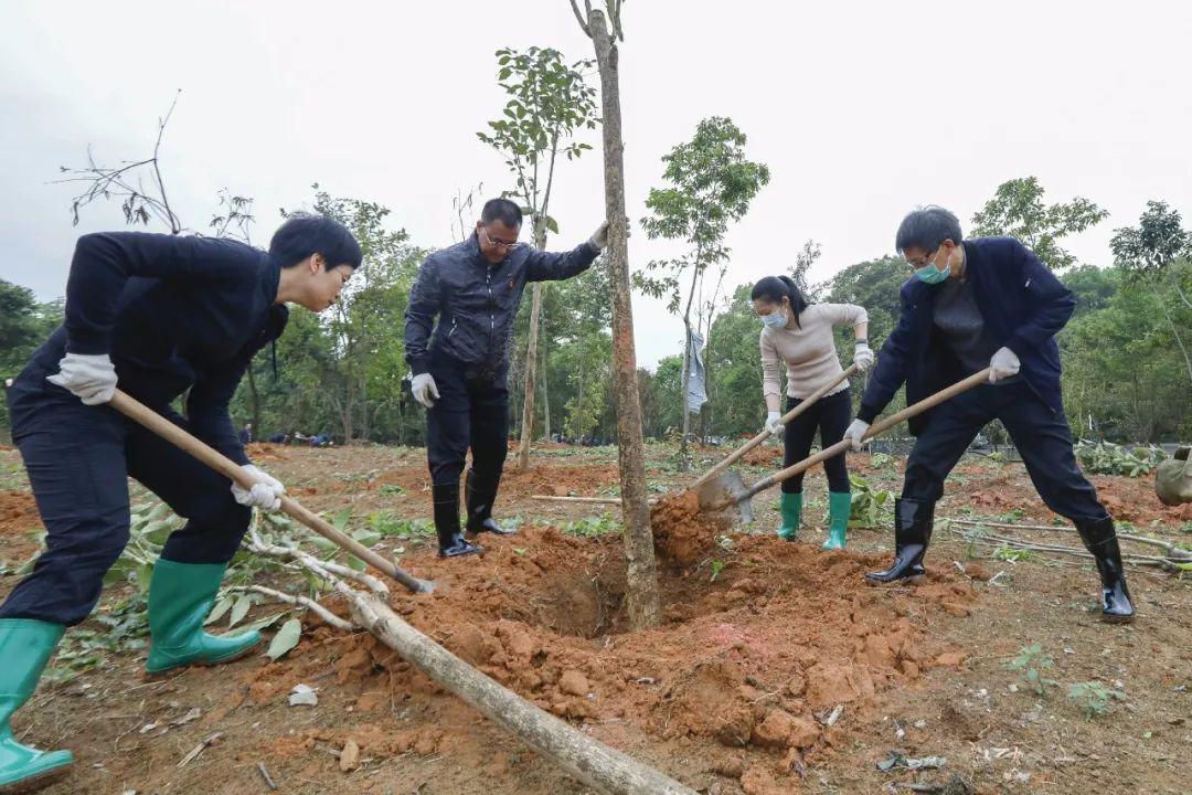 植树造林贯彻两山论东城街道开展义务植树活动