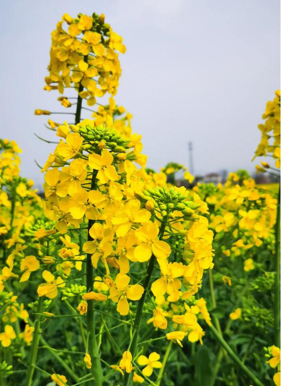 岐山千亩油菜花开幕,一大波高清美图来袭,快来看!