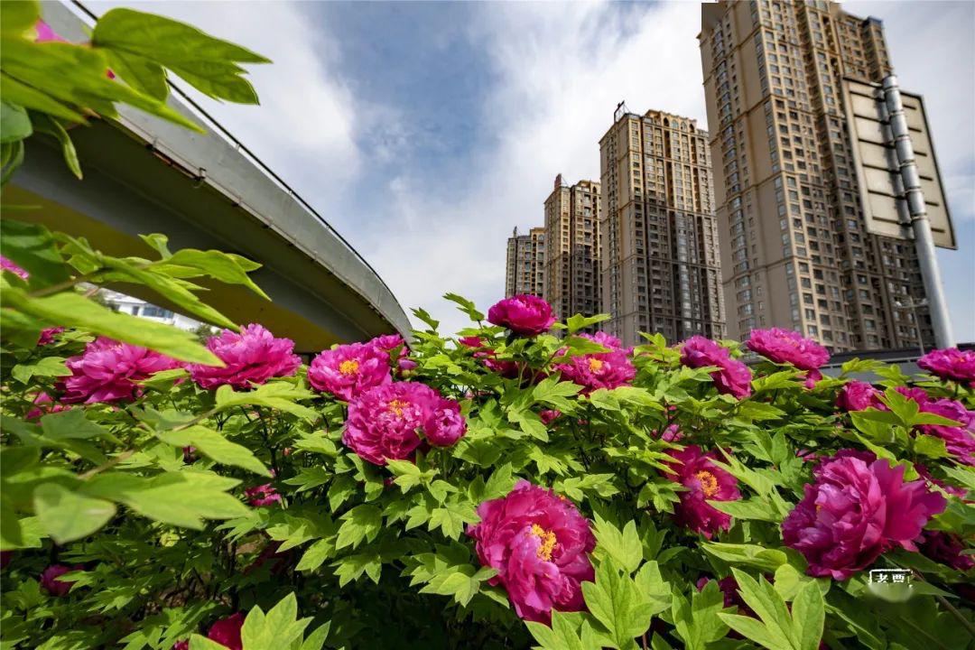 第38届中国洛阳牡丹文化节赏花游园今天启动