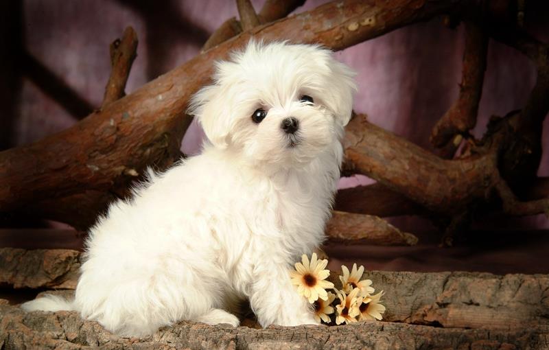 狗狗怎么训练叼东西过来 4228b8dfef0c48448b10cd19b2fa68bf.jpeg