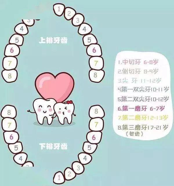 牙齿旅行记天桥区鹤琴英华幼儿园开展线上探究活动