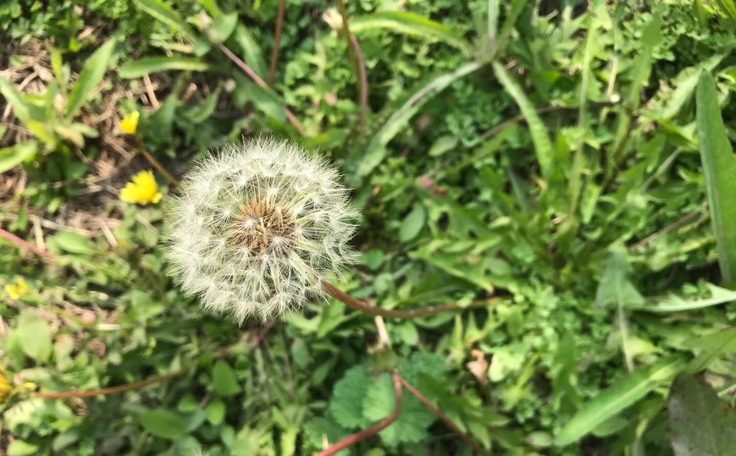 如果是以药用为目的的蒲公英,可以于第二年的春秋季,植株开花的初期挖