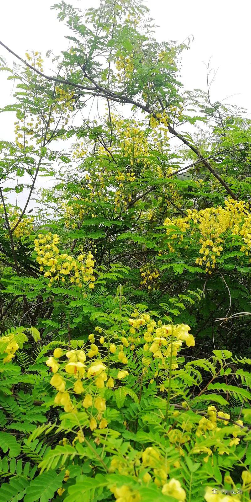 【走读全州】大贵石山区带刺的黄花俏比油菜花