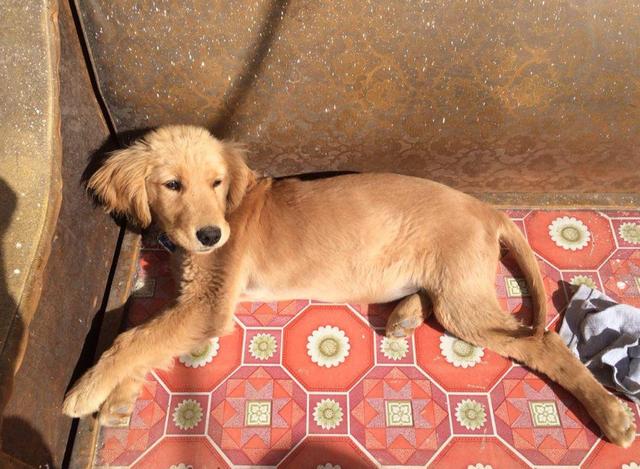 金毛犬肚子"爬满虫"的表现,一旦发现就要驱虫,越拖情况越糟