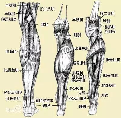 训练最难改变的身体部位,你觉得是哪?_小腿