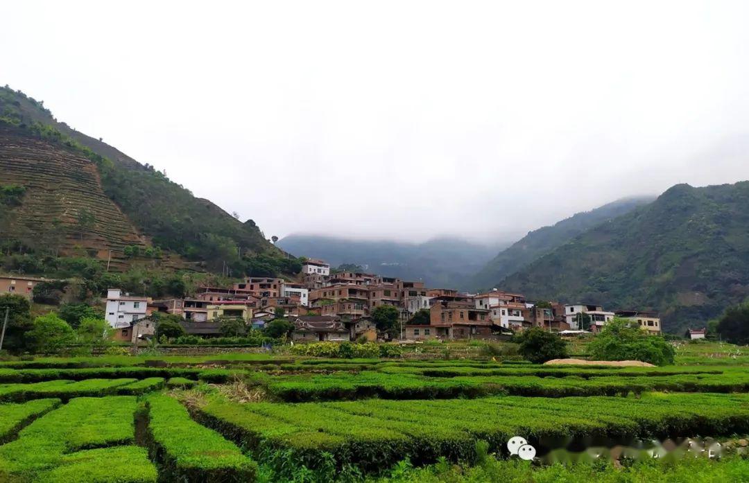 喊山闽南金三角大坪双美的山好山好水好茶叶书香茶香中国味