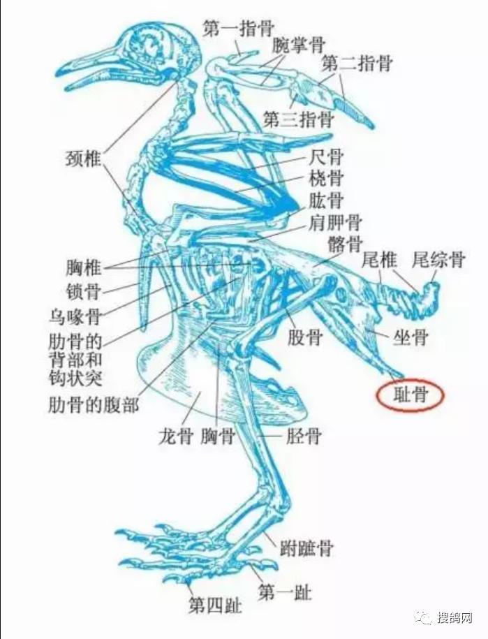 搜鸽知识最简单五种鉴定信鸽耻骨方法