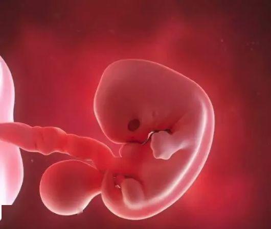 妇产科实用收藏:孕囊大小与怀孕时间对照表_胎儿
