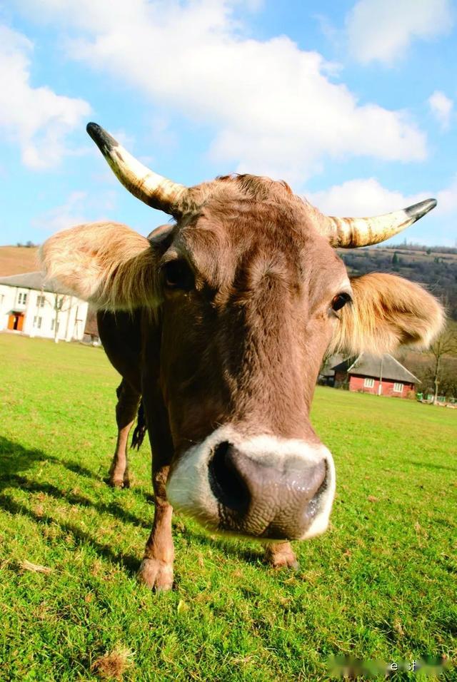 拍摄牛时,可以使用广角镜头贴近牛的鼻子进行拍摄,夸张变形的牛头增添