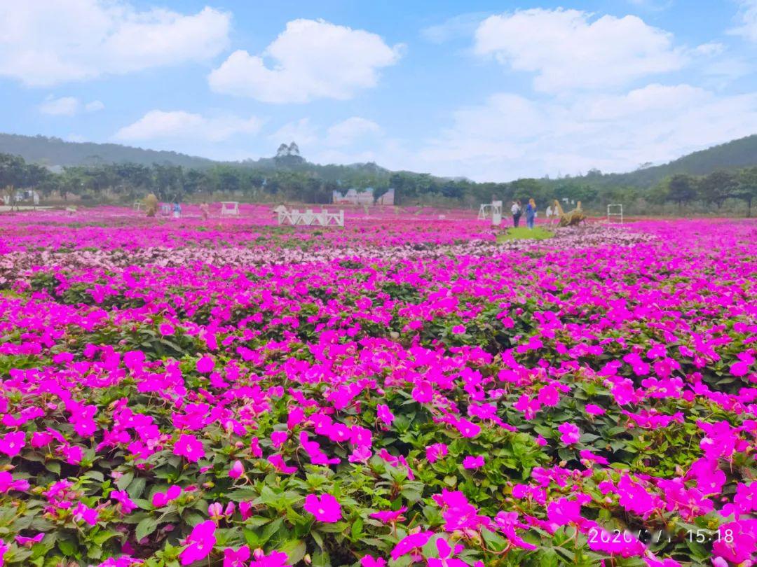 南宁花雨湖 | 300亩玫瑰花将开启你的芳香之旅