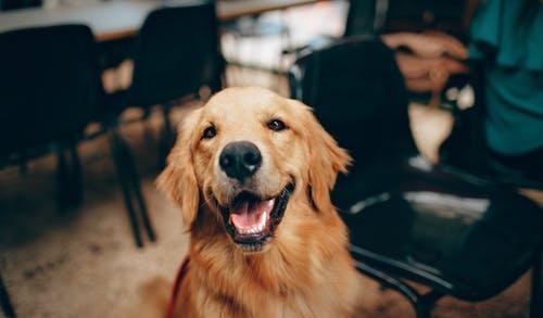 狗多少颗牙齿 7330d4bf5f954ec88b62a8ba9d842100.jpeg