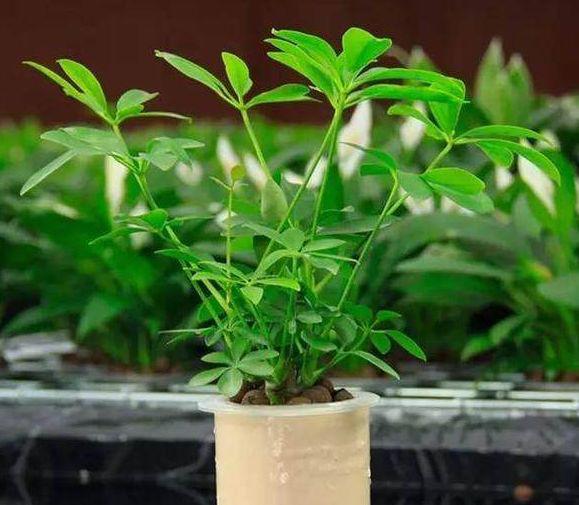 室内绿植推荐客厅鸭脚木 756505aa2520445786d0705d4e7d04d2.jpeg