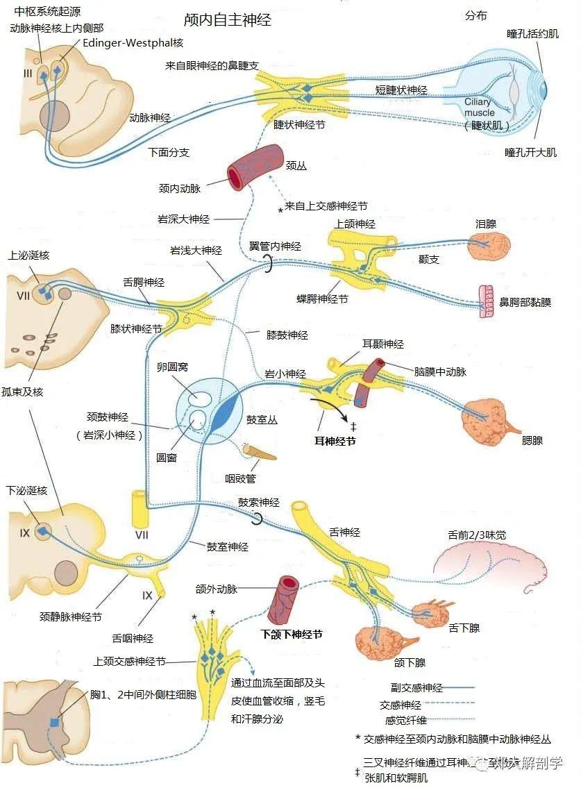 盆神经的副交感神经纤维通过腹下神经丛分布至大部分结肠,盆腔内脏及