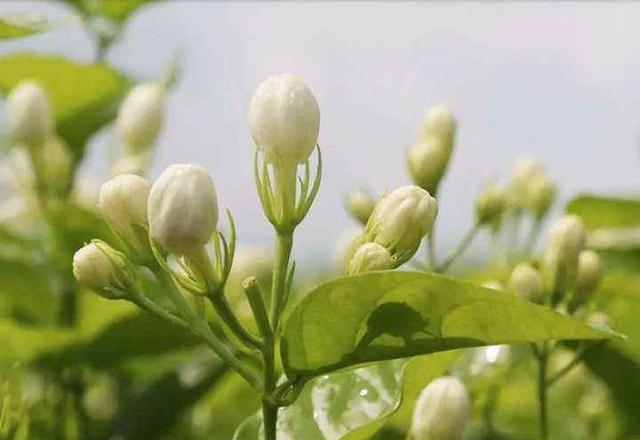 什么繁叶茂成语_花繁叶茂(3)